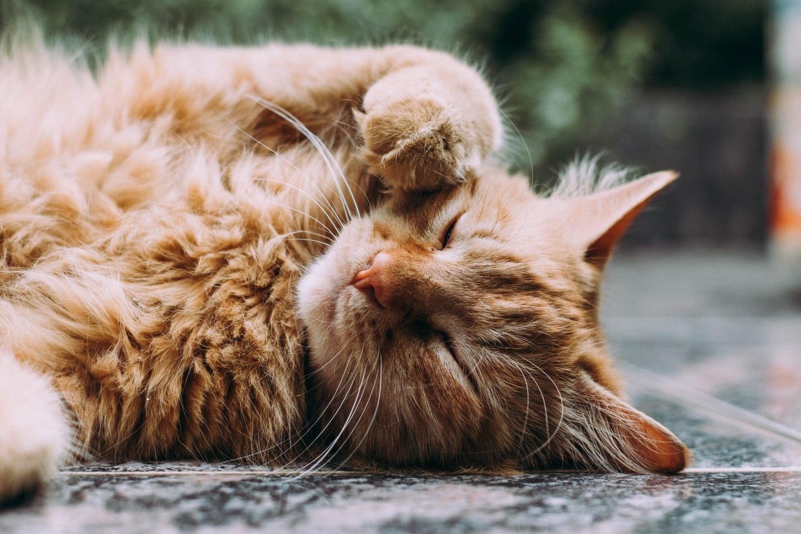 Cryptokitties